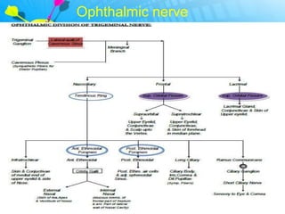 Ophthalmic nerve
 