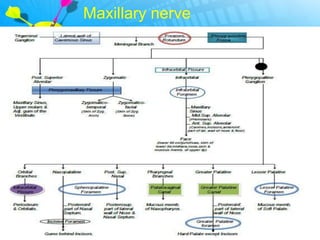 Maxillary nerve
 