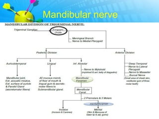 Mandibular nerve
 