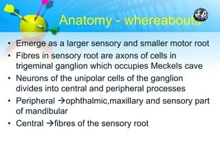 Anatomy - whereabouts
• Emerge as a larger sensory and smaller motor root
• Fibres in sensory root are axons of cells in
  trigeminal ganglion which occupies Meckels cave
• Neurons of the unipolar cells of the ganglion
  divides into central and peripheral processes
• Peripheral ophthalmic,maxillary and sensory part
  of mandibular
• Central fibres of the sensory root
 