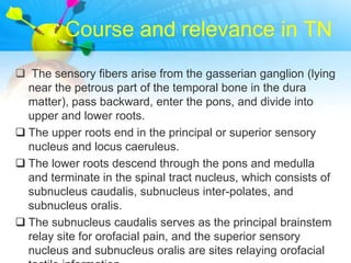 Course and relevance in TN
 The sensory fibers arise from the gasserian ganglion (lying
  near the petrous part of the temporal bone in the dura
  matter), pass backward, enter the pons, and divide into
  upper and lower roots.
 The upper roots end in the principal or superior sensory
  nucleus and locus caeruleus.
 The lower roots descend through the pons and medulla
  and terminate in the spinal tract nucleus, which consists of
  subnucleus caudalis, subnucleus inter-polates, and
  subnucleus oralis.
 The subnucleus caudalis serves as the principal brainstem
  relay site for orofacial pain, and the superior sensory
  nucleus and subnucleus oralis are sites relaying orofacial
 