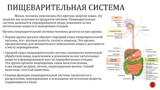 Жизнь человека невозможна без притока энергии извне, эту
энергию мы получаем из продуктов питания. Пищеварительная
система занимается перевариванием пищи, усвоением из нее
питательных веществ и выведением отходов.
Органы пищеварительной системы человека делятся на три группы.
 Первая группа органов образует передний отдел пищеварительной
системы, это– ротовая полость, глотка и пищевод. Эти органы
предназначены для механического измельчения пищи и доставки ее
к месту переваривания.
 Средний отдел пищеварительной системы занимается химической
обработкой пищи, извлечением и усвоением из нее питательных
веществ и формированием масс не переработанных отходов.
Эта группа органов пищеварения самая многочисленная,
в нее входят желудок, печень, поджелудочная железа, тонкий
кишечник, толстый кишечник.
 Главная функция пищеварительной системы заключается в
расщеплении, переваривании и всасывании питательных веществ,
содержащихся в пище.
 