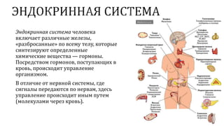 Эндокринная система человека
включает различные железы,
«разбросанные» по всему телу, которые
синтезируют определенные
химические вещества — гормоны.
Посредством гормонов, поступающих в
кровь, происходит управление
организмом.
В отличие от нервной системы, где
сигналы передаются по нервам, здесь
управление происходит иным путем
(молекулами через кровь).
 