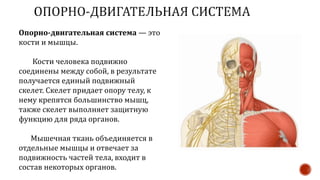 Опорно-двигательная система — это
кости и мышцы.
Кости человека подвижно
соединены между собой, в результате
получается единый подвижный
скелет. Скелет придает опору телу, к
нему крепятся большинство мышц,
также скелет выполняет защитную
функцию для ряда органов.
Мышечная ткань объединяется в
отдельные мышцы и отвечает за
подвижность частей тела, входит в
состав некоторых органов.
 