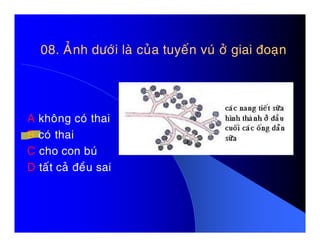 08. AÛnh döôùi laø cuûa tuyeán vuù ôû giai ñoaïn08. AÛnh döôùi laø cuûa tuyeán vuù ôû giai ñoaïn
A khoâng coù thaiA khoâng coù thai
B coù thai
C cho con buù
D taát caû ñeàu sai
 