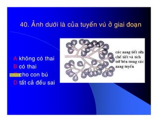 40. AÛnh döôùi laø cuûa tuyeán vuù ôû giai ñoaïn40. AÛnh döôùi laø cuûa tuyeán vuù ôû giai ñoaïn
A khoâng coù thaiA khoâng coù thai
B coù thai
C cho con buù
D taát caû ñeàu sai
 