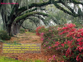 Belleza sin esfuerzo “ Observad los lirios del campo, cómo crecen; no se fatigan, ni hilan. Pero yo os digo que ni Salomón, en toda su gloria, se vistió como uno de ellos.” Mateo, 6:28-29 