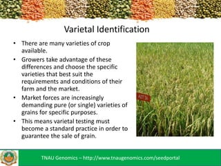 Varietal Identification
• There are many varieties of crop
available.
• Growers take advantage of these
differences and choose the specific
varieties that best suit the
requirements and conditions of their
farm and the market.
• Market forces are increasingly
demanding pure (or single) varieties of
grains for specific purposes.
• This means varietal testing must
become a standard practice in order to
guarantee the sale of grain.
TNAU Genomics – http://www.tnaugenomics.com/seedportal

 