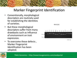 Marker Fingerprint Identification
• Conventionally, morphological
descriptors are routinely used
for establishing the identities
of varieties.
• But these morphological
descriptors suffer from many
drawbacks such as influence
of environment on trait
expression.
• To overcome these defects ,
Marker Fingerprint
Identification has been
adopted.
TNAU Genomics – http://www.tnaugenomics.com/seedportal

 