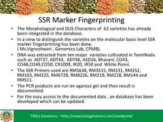 SSR Marker Fingerprinting
• The Morphological and DUS Characters of 62 varieties has already
been integrated in the database.
• In a view to distinguish the varieties on the molecular basis level SSR
marker fingerprinting has been done.
( Ms.Vigneshwari , Genomics Lab, CPMB).
• DNA was extracted from ten major varieties cultivated in TamilNadu
such as ADT37, ADT43, ADT46, ASD16, Bhavani, CO43,
CO48,CO49,CO50, CR1009, IR20, IR50 and White Ponni.
• The SSR Primers used are RM5638, RM3515, RM231, RM252,
RM163, RM225, RM6728, RM8226, RM219, RM228, RM144 and
RM511.
• The PCR products are run on agarose gel and then result is
documented.
• For the easy access to the documented data , an database has been
developed which can be updated.
TNAU Genomics – http://www.tnaugenomics.com/seedportal

 