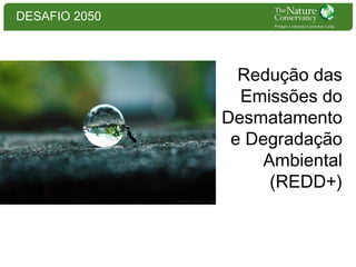 DESAFIO 2050

Redução das
Emissões do
Desmatamento
e Degradação
Ambiental
(REDD+)

 