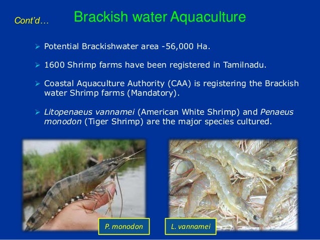 Fisheries Department activities Tamil Nadu 2013