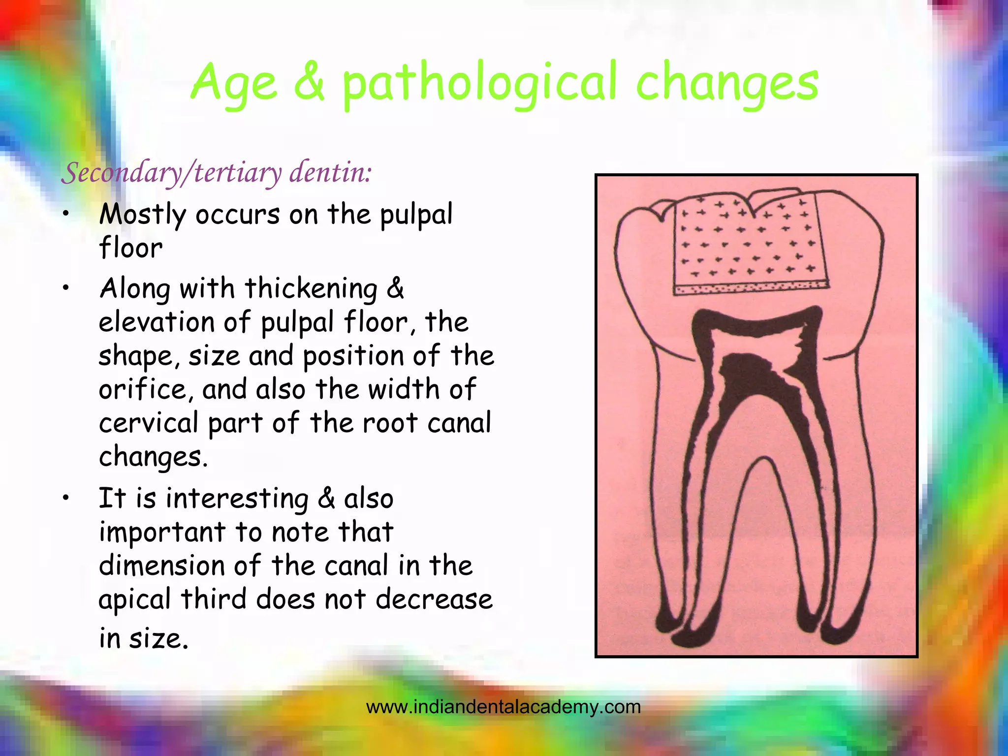 Age & pathological changes
Secondary/tertiary dentin:
• Mostly occurs on the pulpal
floor
• Along with thickening &
elevation of pulpal floor, the
shape, size and position of the
orifice, and also the width of
cervical part of the root canal
changes.
• It is interesting & also
important to note that
dimension of the canal in the
apical third does not decrease
in size.
www.indiandentalacademy.com
 
