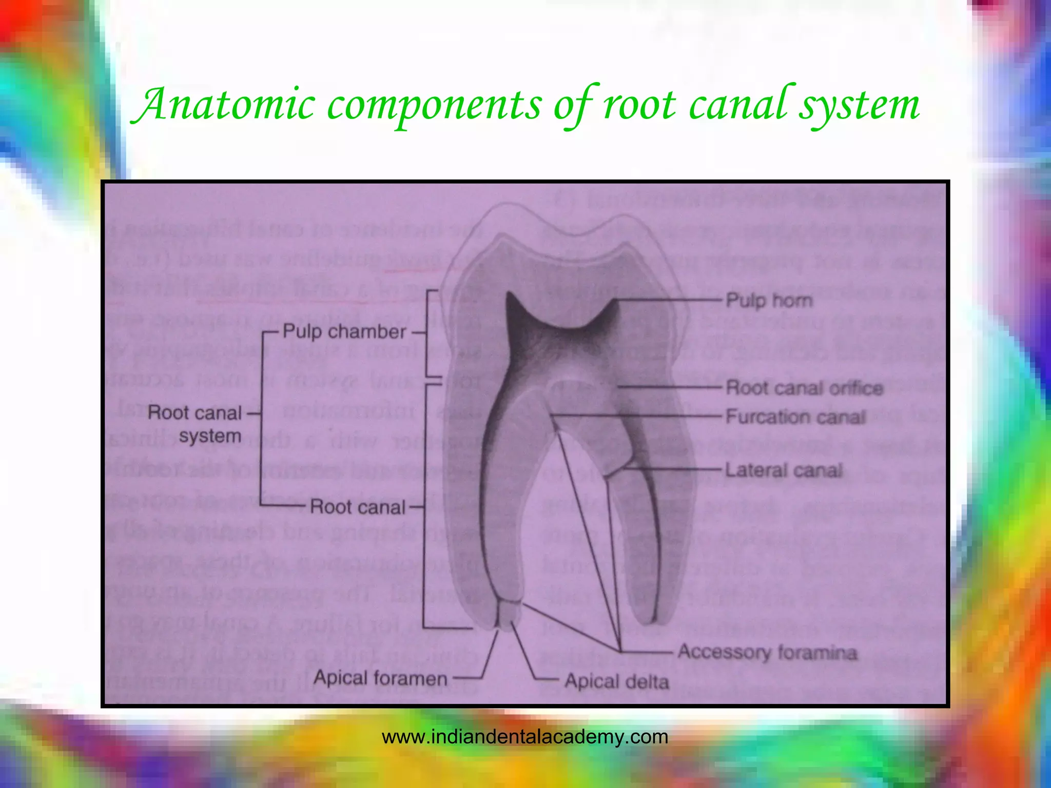 Anatomic components of root canal system
www.indiandentalacademy.com
 