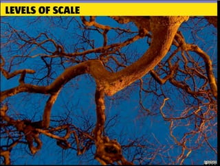 LEVELS OF SCALE
 