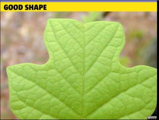 GOOD SHAPE
 
