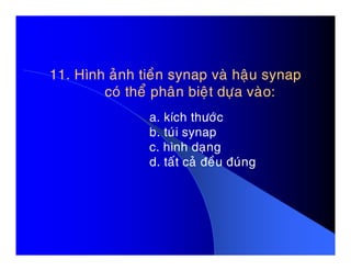 11. Hình aûnh tieàn synap vaø haäu synap11. Hình aûnh tieàn synap vaø haäu synap
coù theå phaân bieät döïa vaøo:coù theå phaân bieät döïa vaøo:
a. kích thöôùc
b. tuùi synapb. tuùi synap
c. hình daïng
d. taát caû ñeàu ñuùng
 