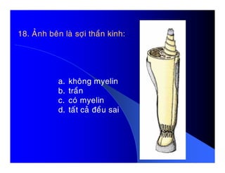 18. AÛnh beân laø sôïi thaàn kinh:
a. khoâng myelin
b. traànb. traàn
c. coù myelin
d. taát caû ñeàu sai
 