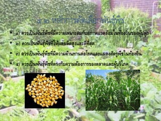 ๔.๒ หลักการคัดเลือกพันธุ์พืช
• ๑) ควรเป็นพันธ์พืชที่มีความเหมาะสมกับสภาพแวดล้อมในท้องถิ่นของผู้ปลูก
• ๒) ควรเป็นพันธุ์พืชที่ให้ผลผลิตสูงและดีที่สุด
• ๓) ควรเป็นพันธุ์พืชที่มีความต้านทานต่อโรคและแมลงศัตรูพืชในท้องถิ่น
• ๔) ควรเป็นพันธุ์พืชที่ตรงกับความต้องการของตลาดและผู้บริโภค
 