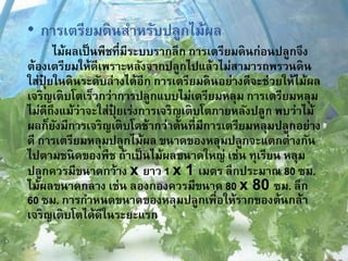 • การเตรียมดินสาหรับปลูกไม้ผล
ไม้ผลเป็นพืชที่มีระบบรากลึก การเตรียมดินก่อนปลูกจึง
ต้องเตรียมให้ดีเพราะหลังจากปลูกไปแล้วไม่สามารถพรวนดิน
ใส่ปุ๋ ยในดินระดับล่างได้อีก การเตรียมดินอย่างดีจะช่วยให้ไม้ผล
เจริญเติบโตเร็วกว่าการปลูกแบบไม่เตรียมหลุม การเตรียมหลุม
ไม่ดีถึงแม้ว่าจะใส่ปุ๋ ยเร่งการเจริญเติบโตภายหลังปลูก พบว่าไม้
ผลก็ยังมีการเจริญเติบโตช้ากว่าต้นที่มีการเตรียมหลุมปลูกอย่าง
ดี การเตรียมหลุมปลูกไม้ผล ขนาดของหลุมปลูกจะแตกต่างกัน
ไปตามชนิดของพืช ถ้าเป็นไม้ผลขนาดใหญ่ เช่น ทุเรียน หลุม
ปลูกควรมีขนาดกว้าง x ยาว 1 x 1 เมตร ลึกประมาณ 80 ซม.
ไม้ผลขนาดกลาง เช่น ลองกองควรมีขนาด 80 x 80 ซม. ลึก
60 ซม. การกาหนดขนาดของหลุมปลูกเพื่อให้รากของต้นกล้า
เจริญเติบโตได้ดีในระยะแรก
 