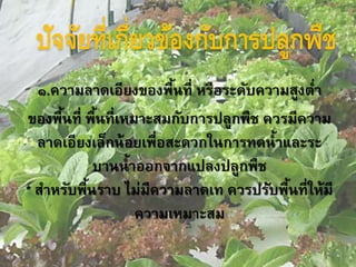 ปัจจัยที่เกี่ยวข้องกับการปลูกพืช
๑.ความลาดเอียงของพื้นที่ หรือระดับความสูงต่า
ของพื้นที่ พื้นที่เหมาะสมกับการปลูกพืช ควรมีความ
ลาดเอียงเล็กน้อยเพื่อสะดวกในการทดน้าและระ
บานน้าออกจากแปลงปลูกพืช
* สาหรับพื้นราบ ไม่มีความลาดเท ควรปรับพื้นที่ให้มี
ความเหมาะสม
 