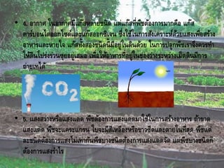 • 4. อากาศ ในอากาศมีแก๊สหลายชนิด แต่แก๊สที่พืชต้องการมากคือ แก๊ส
คาร์บอนไดออกไซด์และแก๊สออกซิเจน ซึ่งใช้ในการสังเคราะห์ด้วยแสงเพื่อสร้าง
อาหารและหายใจ แก๊สทั้งสองชนิดนี้มีอยู่ในดินด้วย ในการปลูกพืชเราจึงควรทา
ให้ดินโปร่งร่วนซุยอยู่เสมอ เพื่อให้อาหารที่อยู่ในช่องว่างระหว่างเม็ดดินมีการ
ถ่ายเทได้
• 5. แสงสว่างหรือแสงแดด พืชต้องการแสงแดดมาใช้ในการสร้างอาหาร ถ้าขาด
แสงแดด พืชจะแคระแกรน ใบจะมีสีเหลืองหรือขาวซีดและตายในที่สุด พืชแต่
ละชนิดต้องการแสงไม่เท่ากันพืชบางชนิดต้องการแสงแดดจัด แต่พืชบางชนิดก็
ต้องการแสงราไร
 