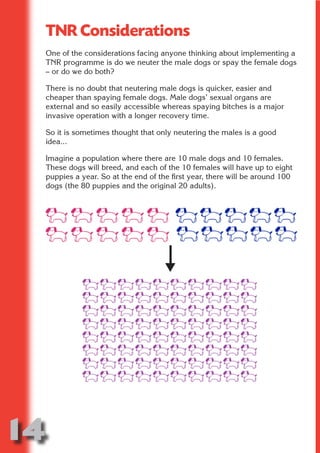 TNR Considerations
 One of the considerations facing anyone thinking about implementing a
 TNR programme is do we neuter the male dogs or spay the female dogs




                          N
 – or do we do both?

 There is no doubt that neutering male dogs is quicker, easier and




                    ON IO
 cheaper than spaying female dogs. Male dogs’ sexual organs are




              IC RIB FT
 external and so easily accessible whereas spaying bitches is a major
 invasive operation with a longer recovery time.




                  TI T
 So it is sometimes thought that only neutering the males is a good




           BL ST A
                A U
 idea...

 Imagine a population where there are 10 male dogs and 10 females.
        PU DI DR
 These dogs will breed, and each of the 10 females will have up to eight
 puppies a year. So at the end of the first year, there will be around 100
 dogs (the 80 puppies and the original 20 adults).
               ND
            CO
           R
         SE
     OR FO
      T
 NO




14
                                                                   Return
                                                                     to
                                                                  contents
                                                                    page
 