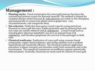 Management :
 Planting stocks. Visual examination for crown gall tumours has been the
conventional primary screen for diseased material. The method is limited for
complete disease control because R. radio bacteria can reside on the rhizoplane
and systemically in certain host plants such as grapevines, rose,
chrysanthemums, and marguerite daisy.
 Site selection. Fields that have grown cereal crops for a long period are
favoured as crown gall-free sites. Fields previously used for growing fruit and
nut crops can remain infested with R. radiobacter . Certain weeds such as
morning glory (Ipomoea leptphylla) can serve as natural hosts of R.
radiobacter and therefore perpetuate the survival of this pathogen in field
soils.
 Chemical eradicants. Eradication of crown gall using creosote-based
compounds, copper-based solutions, and strong oxidants such as sodium
hypochlorite are transiently effective. The chemical eradicant application
procedure is labour intensive and therefore costly both monetarily and to the
environment. The superficial treatments are ineffective against systemically
infected plants. Generally, chemicals are rarely used for control of crown gall.
 