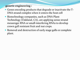 .genetic engineering :
 Genes encoding products that degrade or inactivate the T-
DNA strand complex when it enters the host cell
 Biotechnology companies, such as DNA Plant
Technology (Oakland, CA), are applying sense strand
messenger RNA or small-interfering RNAs to develop
crown gall resistant fruit and nut crops.
 Removal and destruction of early stage galls or complete
plant.
 