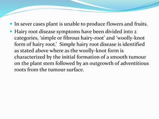  In sever cases plant is unable to produce flowers and fruits.
 Hairy root disease symptoms have been divided into 2
categories, ‘simple or fibrous hairy-root’ and ‘woolly-knot
form of hairy root.’ Simple hairy root disease is identified
as stated above where as the woolly-knot form is
characterized by the initial formation of a smooth tumour
on the plant stem followed by an outgrowth of adventitious
roots from the tumour surface.
 