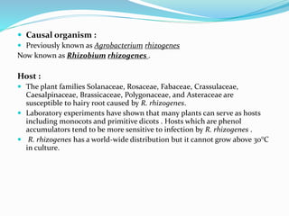  Causal organism :
 Previously known as Agrobacterium rhizogenes
Now known as Rhizobium rhizogenes .
Host :
 The plant families Solanaceae, Rosaceae, Fabaceae, Crassulaceae,
Caesalpinaceae, Brassicaceae, Polygonaceae, and Asteraceae are
susceptible to hairy root caused by R. rhizogenes.
 Laboratory experiments have shown that many plants can serve as hosts
including monocots and primitive dicots . Hosts which are phenol
accumulators tend to be more sensitive to infection by R. rhizogenes .
 R. rhizogenes has a world-wide distribution but it cannot grow above 30°C
in culture.
 