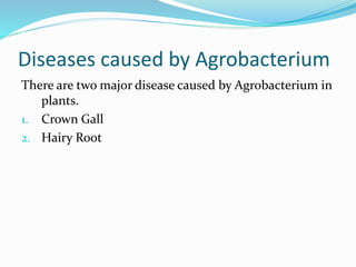 Diseases caused by Agrobacterium
There are two major disease caused by Agrobacterium in
plants.
1. Crown Gall
2. Hairy Root
 