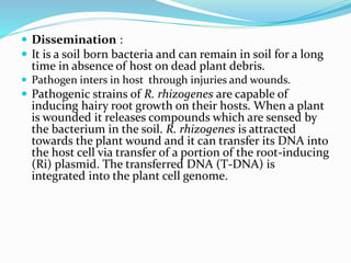  Dissemination :
 It is a soil born bacteria and can remain in soil for a long
time in absence of host on dead plant debris.
 Pathogen inters in host through injuries and wounds.
 Pathogenic strains of R. rhizogenes are capable of
inducing hairy root growth on their hosts. When a plant
is wounded it releases compounds which are sensed by
the bacterium in the soil. R. rhizogenes is attracted
towards the plant wound and it can transfer its DNA into
the host cell via transfer of a portion of the root-inducing
(Ri) plasmid. The transferred DNA (T-DNA) is
integrated into the plant cell genome.
 
