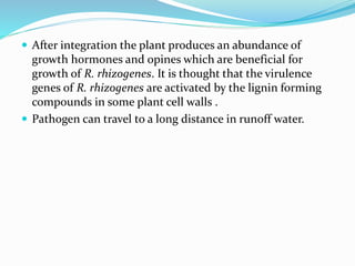  After integration the plant produces an abundance of
growth hormones and opines which are beneficial for
growth of R. rhizogenes. It is thought that the virulence
genes of R. rhizogenes are activated by the lignin forming
compounds in some plant cell walls .
 Pathogen can travel to a long distance in runoff water.
 