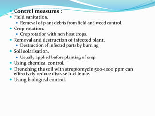  Control measures :
 Field sanitation.
 Removal of plant debris from field and weed control.
 Crop rotation.
 Crop rotation with non host crops.
 Removal and destruction of infected plant.
 Destruction of infected parts by burning
 Soil solarisation.
 Usually applied before planting of crop.
 Using chemical control.
 Drenching the soil with streptomycin 500-1000 ppm can
effectively reduce disease incidence.
 Using biological control.
 