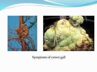 Symptoms of crown gall
 