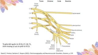 David C. Preston, Barbara E. Shapiro (2021). Electromyography and Neuromuscular Disorders, Elsevier, p. 579
Tk giữa bắt nguồn từ rễ C6, C7, C8, T1,
thỉnh thoảng có sợi chi phối từ rễ C5
 