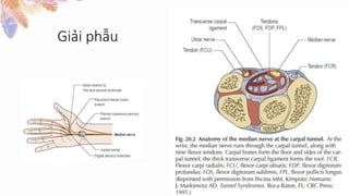Giải phẫu
 