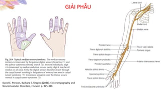 GIẢI PHẪU
David C. Preston, Barbara E. Shapiro (2021). Electromyography and
Neuromuscular Disorders, Elsevier, p. 325-326
 