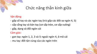 Chức năng thần kinh giữa
Vận động:
- gấp cổ tay và các ngón tay (trừ gấp các đốt xa ngón 4, 5)
- sấp cẳng tay và bàn tay (cơ sấp tròn, cơ sấp vuông)
- gấp, dạng và đối ngón cái
Cảm giác:
- gan tay: ngón 1, 2, 3 và ½ ngoài ngón 4, ô mô cái
- mu tay: đốt tận cùng của các ngón trên
 
