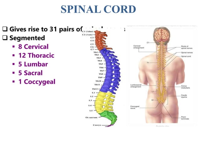 Introduction to Anatomy of the Spinal
