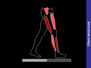 TÔNUSMUSCULAR
 