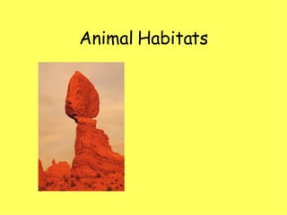 Animal Habitats 