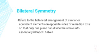 Bilateral Symmetry
Refers to the balanced arrangement of similar or
equivalent elements on opposite sides of a median axis
so that only one plane can divide the whole into
essentially identical halves.
 