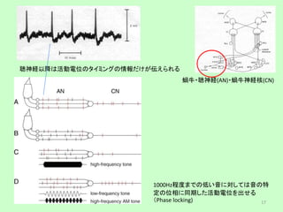 蝸牛・聴神経(AN)・蝸牛神経核(CN)
聴神経以降は活動電位のタイミングの情報だけが伝えられる
1000Hz程度までの低い音に対しては音の特
定の位相に同期した活動電位を出せる
（Phase locking) 17
 