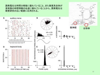 聴神経 台形体
誘発電位は時間分解能に優れていること、また聴覚系自体が
音刺激の時間情報の伝達に優れていることから、誘発電位は
聴覚研究の広い範囲に応用される。
18
 