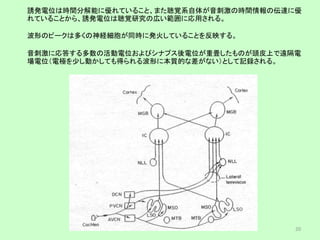 誘発電位は時間分解能に優れていること、また聴覚系自体が音刺激の時間情報の伝達に優
れていることから、誘発電位は聴覚研究の広い範囲に応用される。
波形のピークは多くの神経細胞が同時に発火していることを反映する。
音刺激に応答する多数の活動電位およびシナプス後電位が重畳したものが頭皮上で遠隔電
場電位（電極を少し動かしても得られる波形に本質的な差がない）として記録される。
20
 