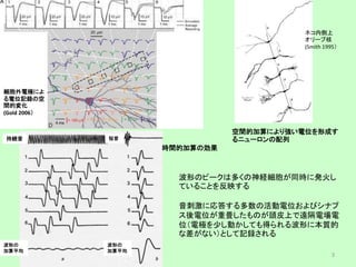 波形のピークは多くの神経細胞が同時に発火し
ていることを反映する
音刺激に応答する多数の活動電位およびシナプ
ス後電位が重畳したものが頭皮上で遠隔電場電
位（電極を少し動かしても得られる波形に本質的
な差がない）として記録される
3
細胞外電極によ
る電位記録の空
間的変化
(Gold 2006）
持続音 短音
波形の
加算平均
波形の
加算平均
時間的加算の効果
空間的加算により強い電位を形成す
るニューロンの配列
ネコ内側上
オリーブ核
(Smith 1995）
 