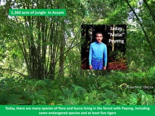 1,360 acre of jungle in Assam


                                                                  Jadav
                                                                 "Molai"
                                                                 Payeng




                                                                             Courtesy: cbc.ca




Today, there are many species of flora and fauna living in the forest with Payeng, including
                    some endangered species and at least five tigers
 