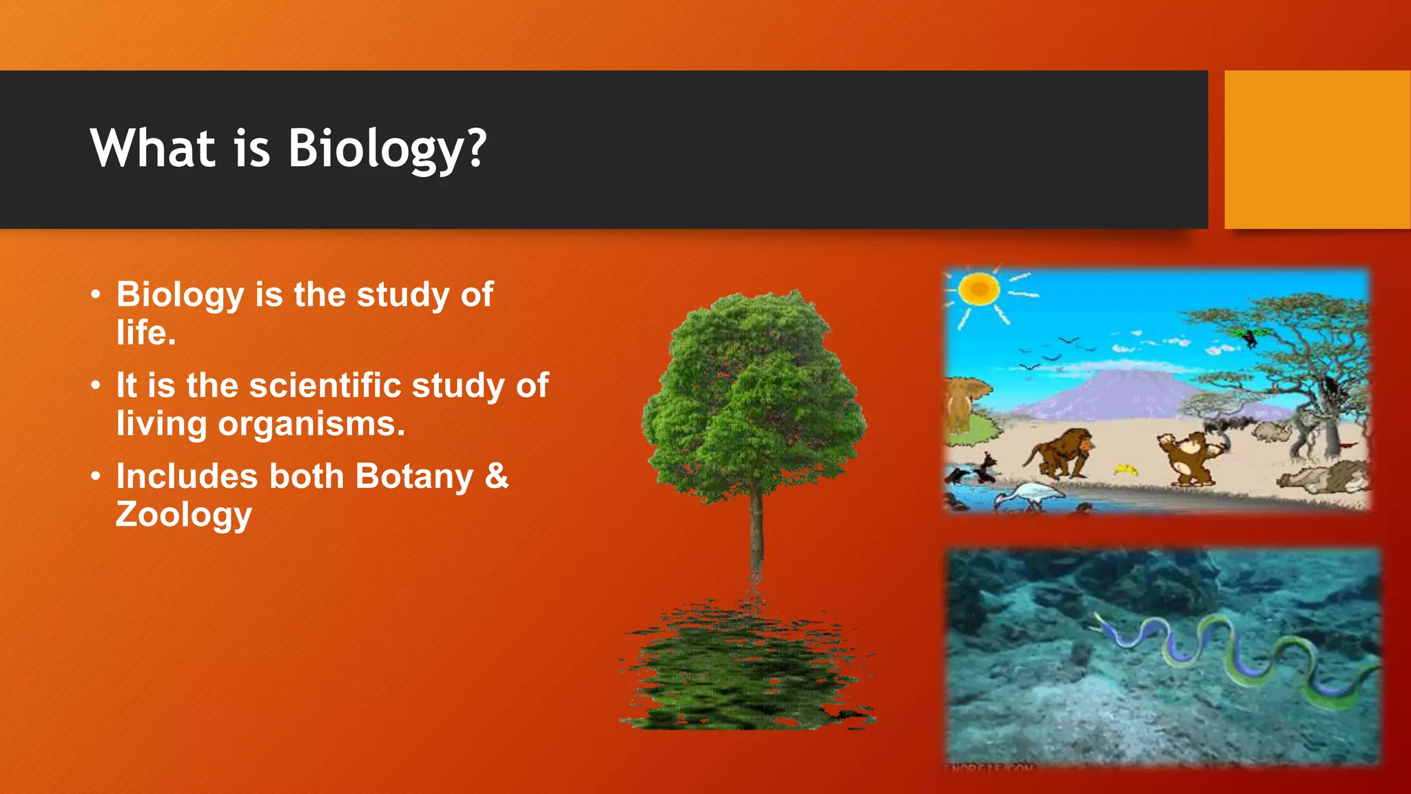 Relationship between biology and chemistry | PPTX